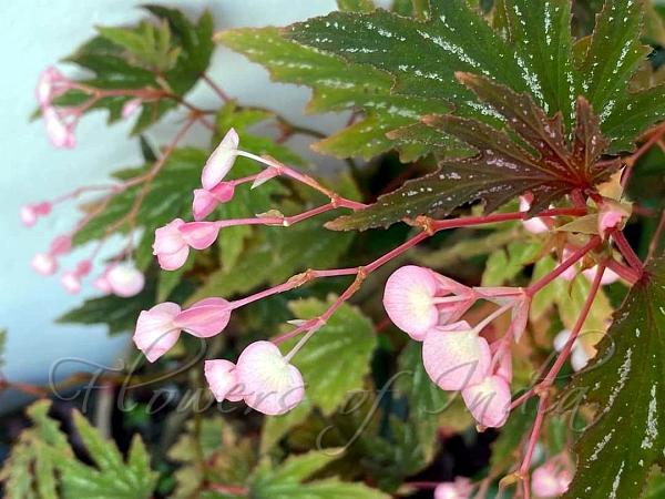 Cane begonia online